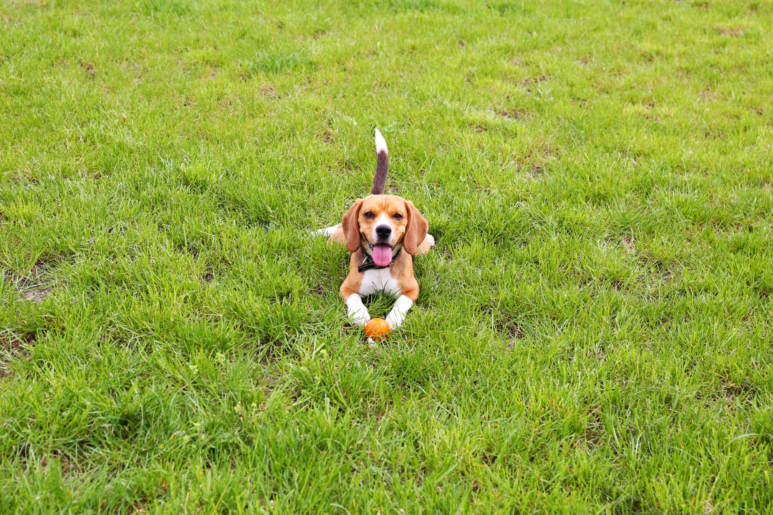 Dog Park